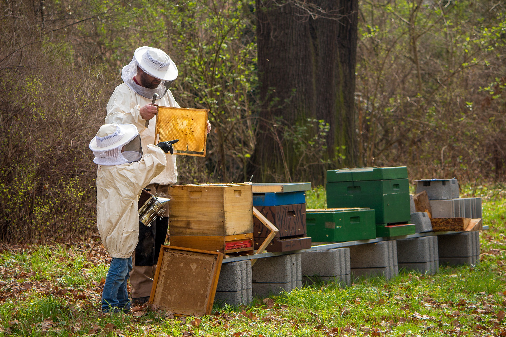 Déclaration annuelle de ruches